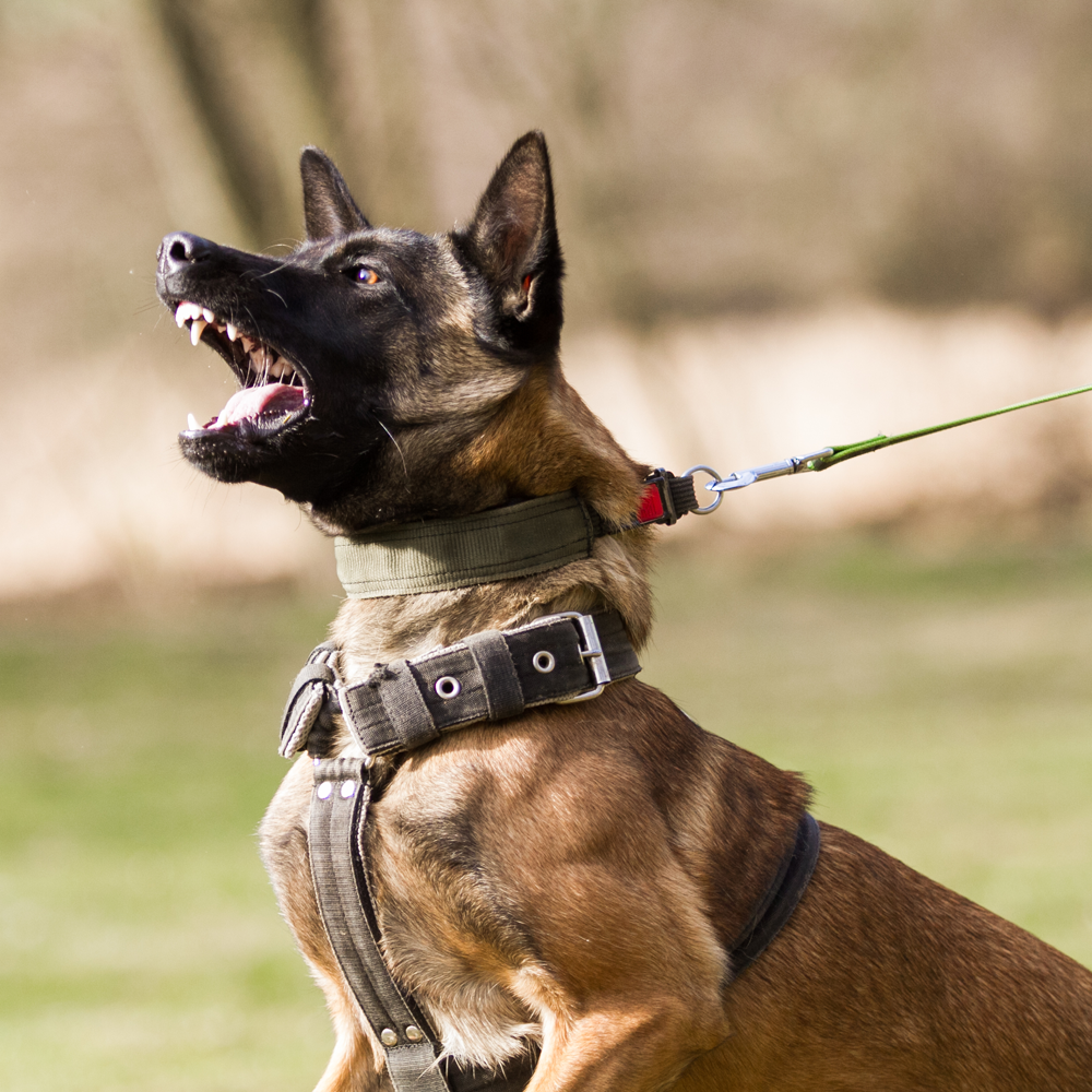aggressive dog behaviour training